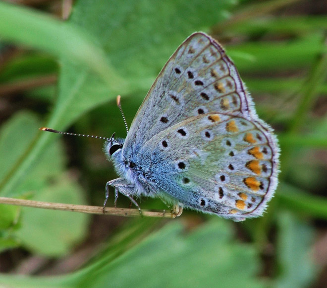 Motyl