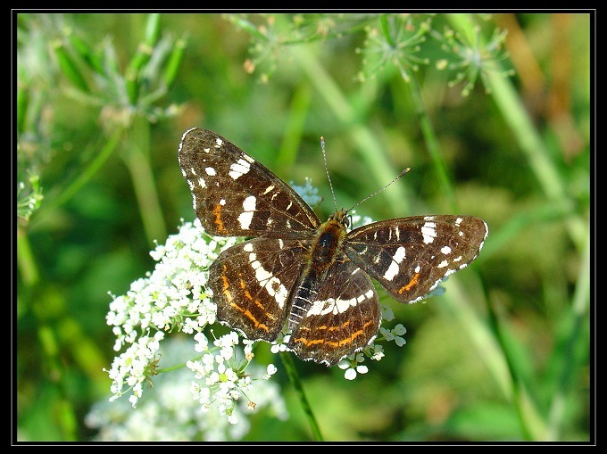 MOTYL