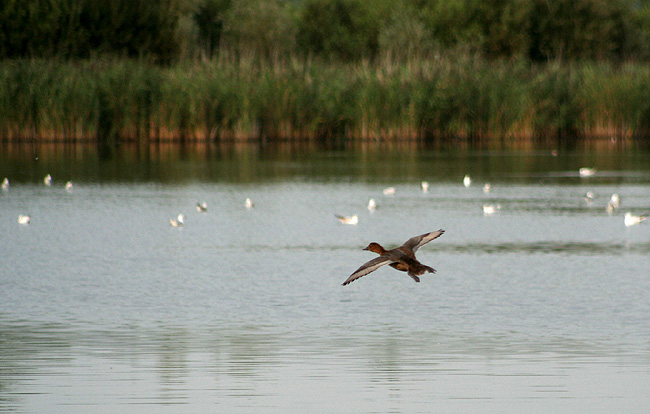 żabie doły