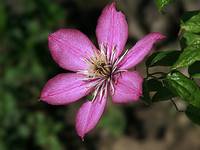 clematis