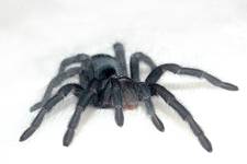 Grammostola Pulchra