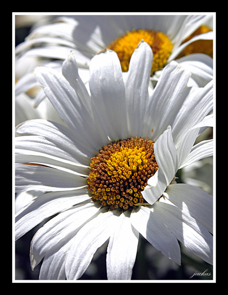 Chrysantemum sp.