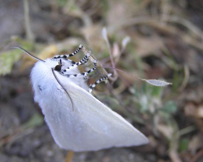 białka wierzbówka (?)