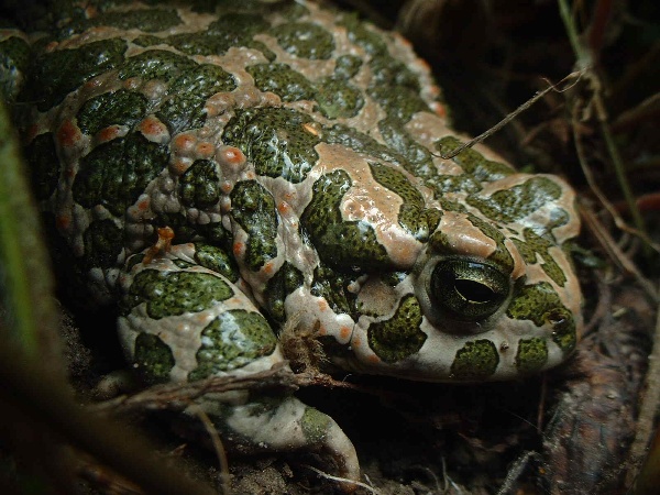 Bufo viridis