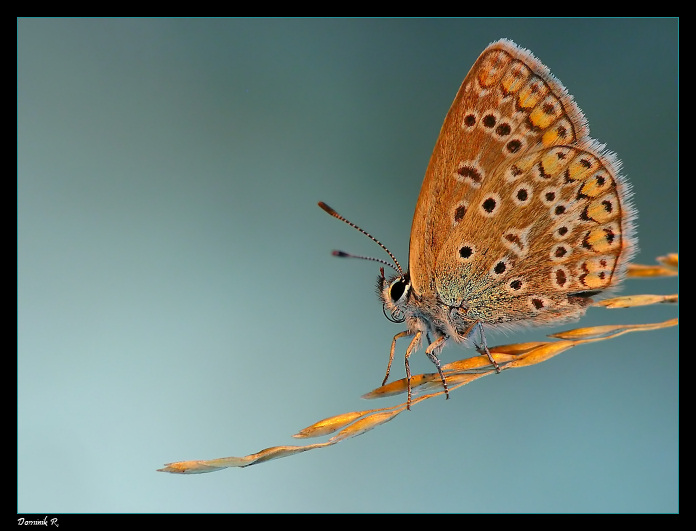 Niebiański motyl