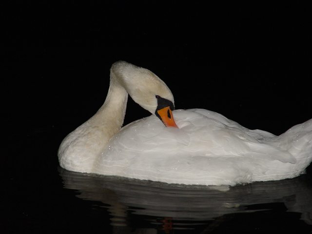 Nocny łabędź