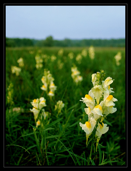 Linaria vulgaris