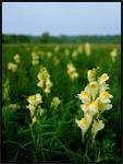 Linaria vulgaris