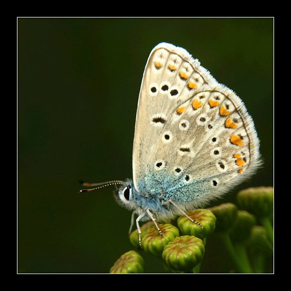 Motyl - listonosz kwiatów