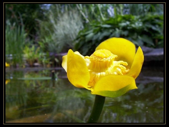 Nuphar luteum ..