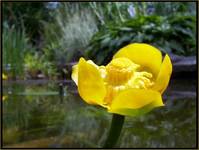 Nuphar luteum ..