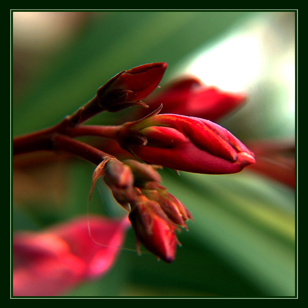 czerwony oleander