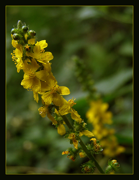 Agrimonia eupatoria