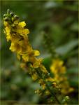 Agrimonia eupatoria