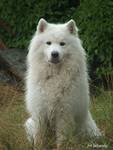 samoyed