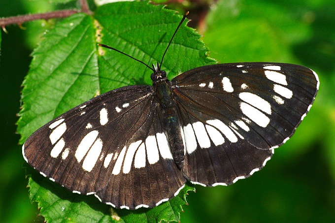 Neptis rivularis po raz drugi...