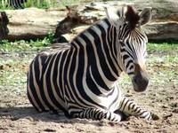 Zebraa