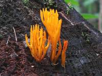 Calocera viscosa (?)