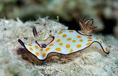 Ringed chromodoris