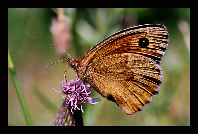 Motyl