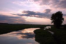 Narew