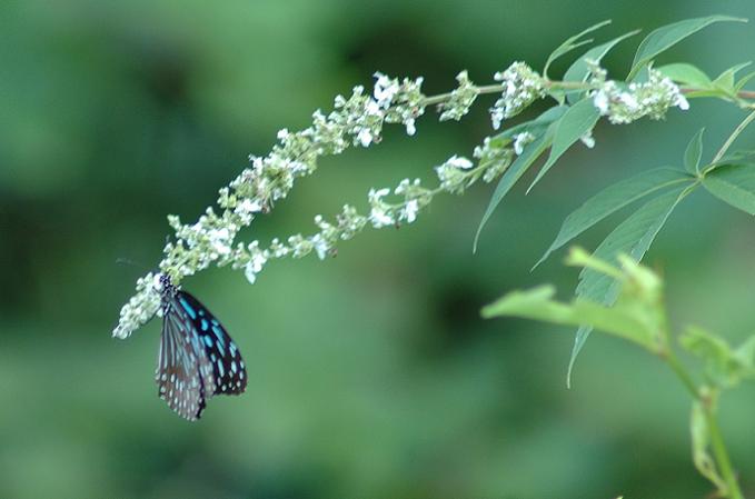 butterfly