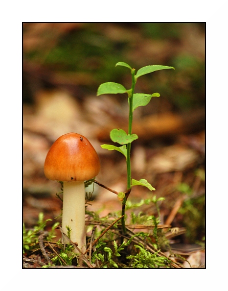 Muchomor mglejarka - Amanita vaginata