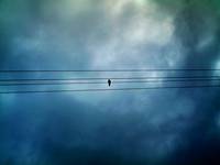 Bird on the line