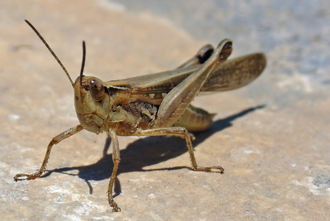 Egipski konikus polnikus