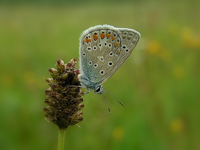 Motyl