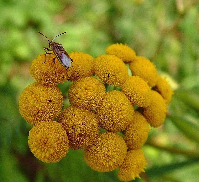 ..on the yellow...