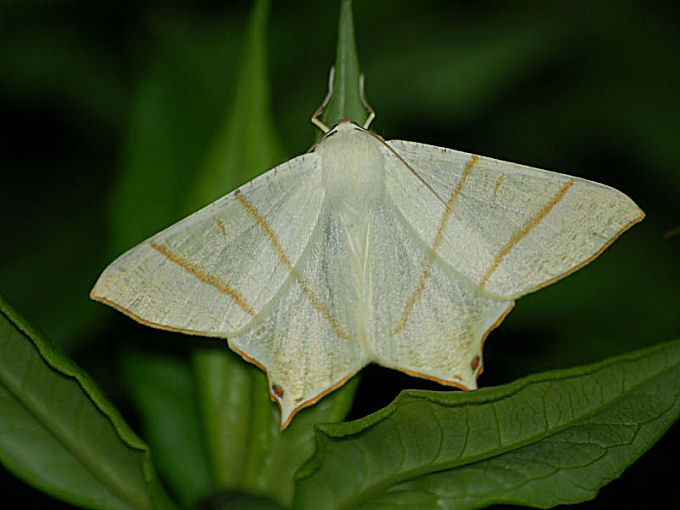 Ourapteryx sambucaria