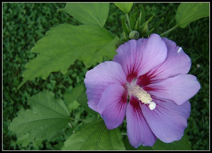 hibiscus