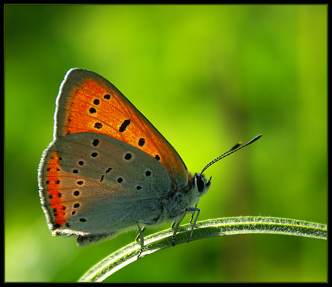 Czerwończyk nieparek (Lycaena dispar)