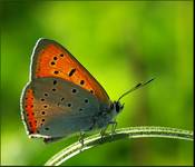 Czerwończyk nieparek (Lycaena dispar)