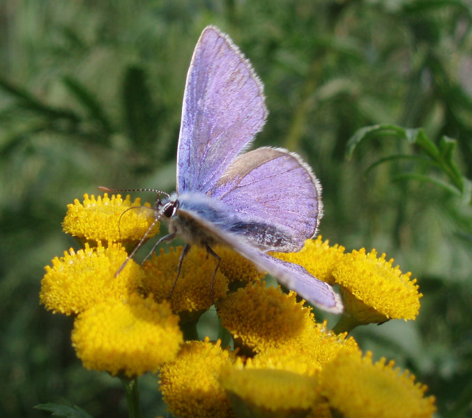 Motyl