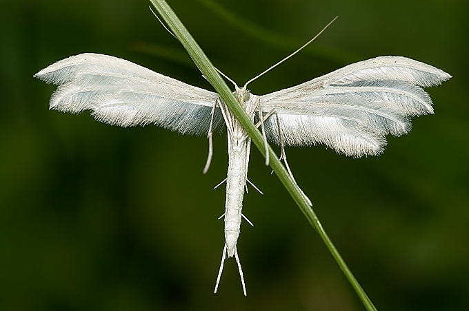 Piórolotek śnieżynka