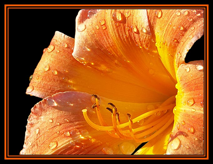 Orange Lily After Rain