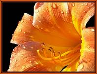 Orange Lily After Rain