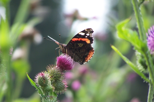 Motyl