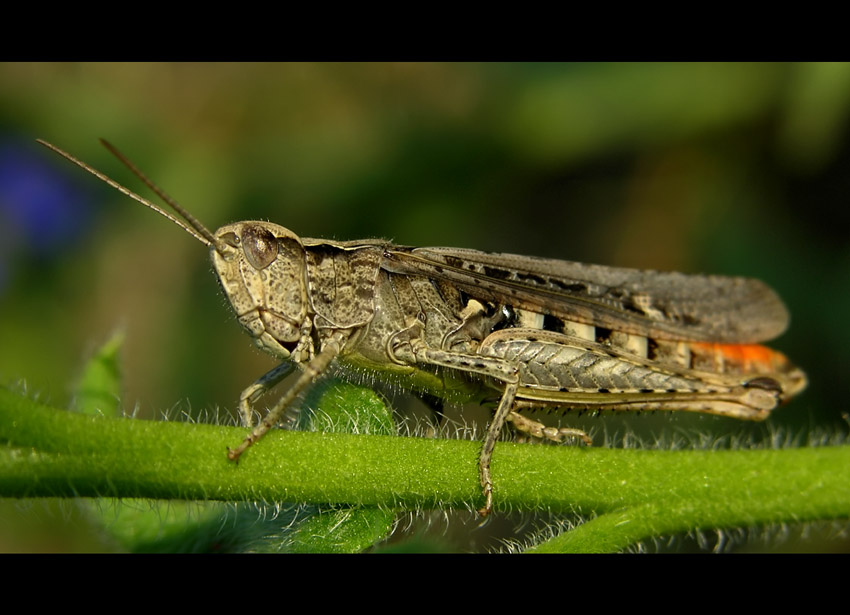 Mechanical grasshopper