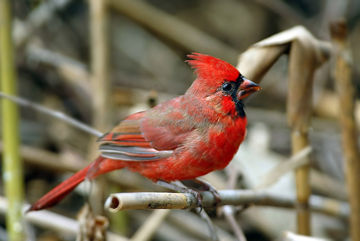 northern cardinal