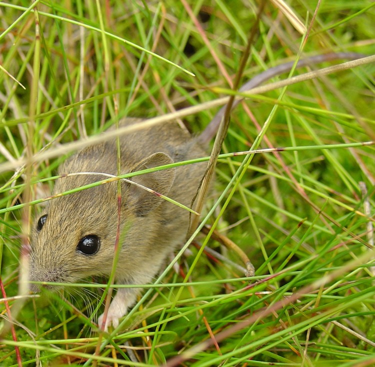 Apodemus flavicollis - mysz leśna