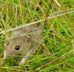 Apodemus flavicollis - mysz leśna