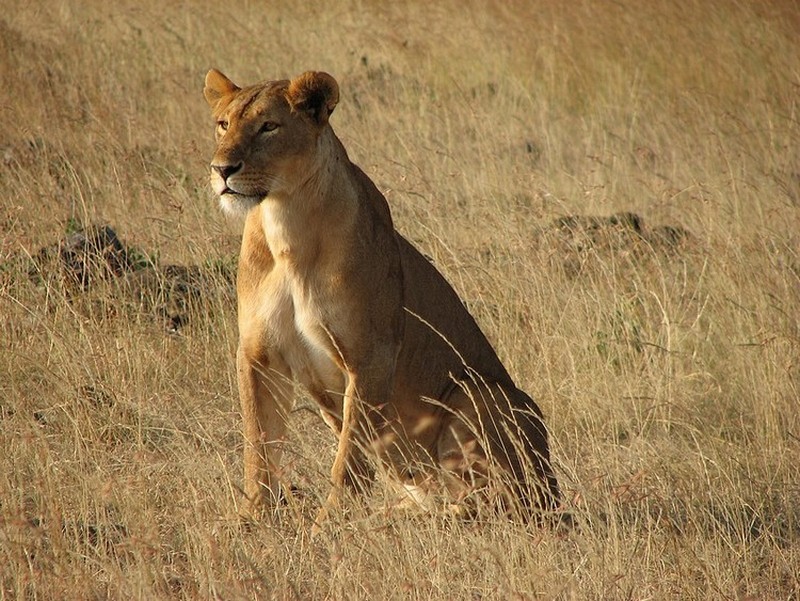 Panthera Leo