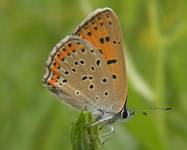 Lycaena dispar - Czerwończyk nieparek