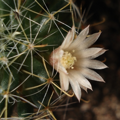 Mammilaria