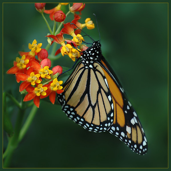 MONARCH [Danaus plexippus].....