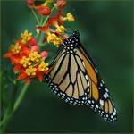 MONARCH [Danaus plexippus].....