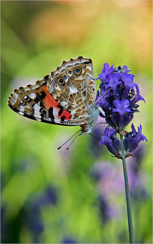 Vanessa cardui